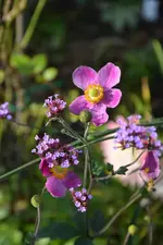 DSC_3179.webp
