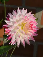 DSC_3180.webp
