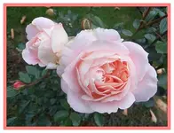 006.webp
