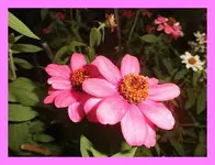 008.webp