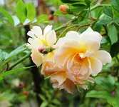 Rose Ghislaine 1.webp