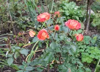 Rose Gebrüder Grimm.webp