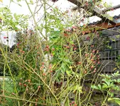 Rose Veilchenblau Hagebutten.webp