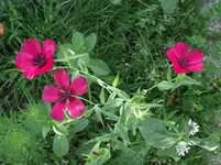 evtl.lein rot.webp