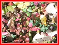 055.webp