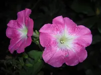 Copy of Petunie v.webp
