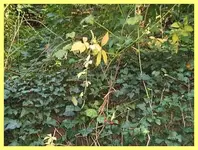 060.webp