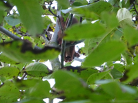 P1230047.webp