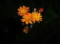 P1220818.webp