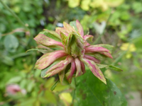 P1220859.webp