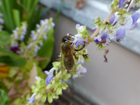 P1230017.webp