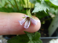 P1220870.webp