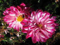 Dahlien24.okt.2014.webp