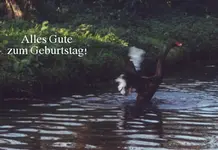 Grusskarte Schwan.webp