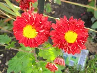 DSCN9779.webp