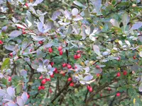 DSCN9780.webp