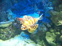 aquarium 060.webp