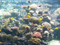 aquarium 034.webp