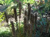Löffingen 005.webp