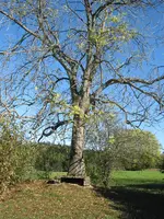 Löffingen 009.webp