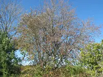 Löffingen 014.webp