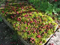 Löffingen 019.webp