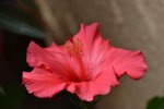 Hibiskus_31447.JPG