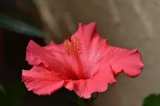 Hibiskus_31447.webp