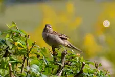 Spatz_26161.webp