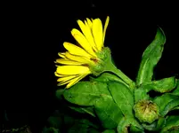 Ringelblume v.webp