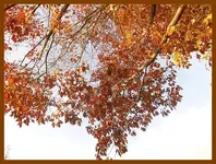 057.webp