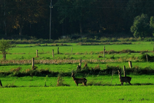 Rehwild in der Feldmark_900.webp