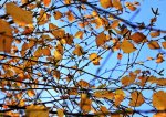 Birke_golden_Herbstlaub_upwards2_700.JPG