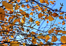 Birke_golden_Herbstlaub_upwards2_700.webp