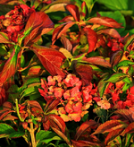 Hortensie_Herbstlaub rot_verblühte_700.webp