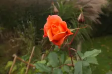 DSCF8778.webp