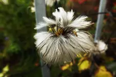 DSCF8785 (3).webp