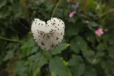 DSCF8788.webp