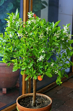 Orangenbaum_Blüte_weiss_grün_orange_eine Frucht_500.webp
