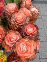 P1230080.webp