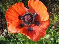 006.webp