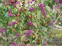 010.webp