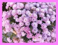 010.webp