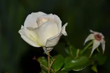 Rosen_26478.webp