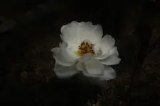 schneewittchen.webp