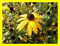 081.webp