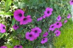 geranium cinereum subcaulescens.jpg