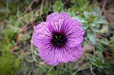 Ger. cinereum ballerina.webp