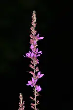 DSC_0278_24716.webp