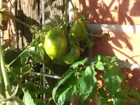 CIMG0084.webp
